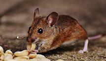 24 Hour & Emergency Exterminators in Rowley, MA